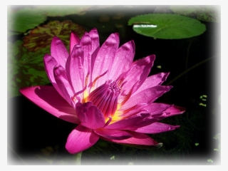 Water Lily "mameaw" - Sacred Lotus #9608545