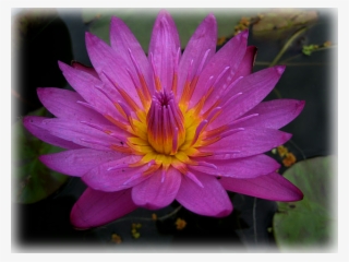 Water Lily "mameaw" #9608727