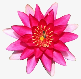 #lily #flower #waterlily - Water Lily #9608733