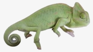 #moodboard #png #filler #nichememe #polyvore #chameleon - Green Iguana #9608782