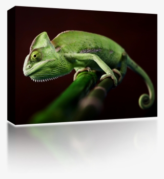 Veiled Chameleon - Common Chameleon #9608786