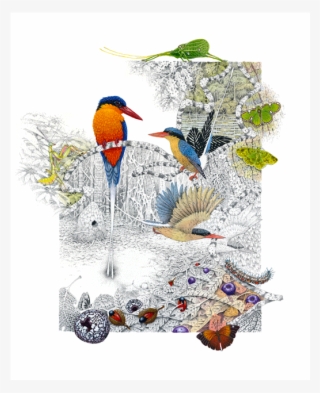 Image Of Paradise Kingfisher - King Penguin #9614095