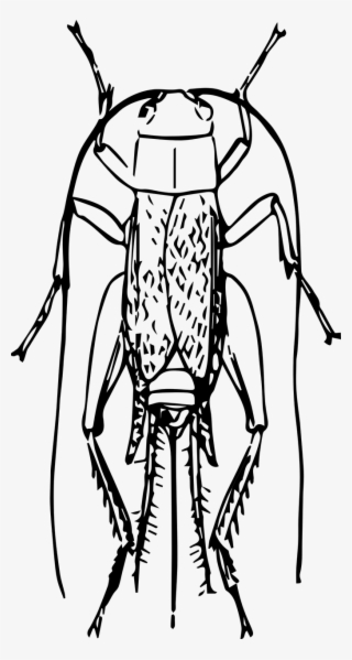 Cricket Bug Png - Insect #9614838
