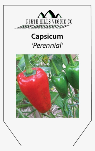 Capsicum 'perennial' - Piquillo Pepper #9615547