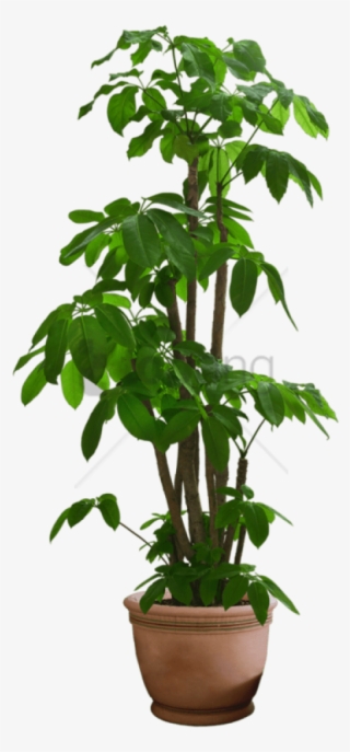 Free Png Transparent Flower Pot Png Image With Transparent - Transparent Background Pot Plant Png #9620794