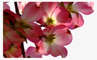 Share This Image - Wallpaper #9620865