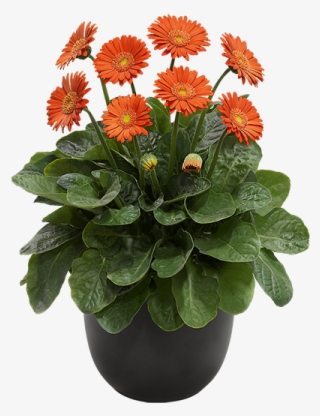 Florist Holland - Barberton Daisy #9621044