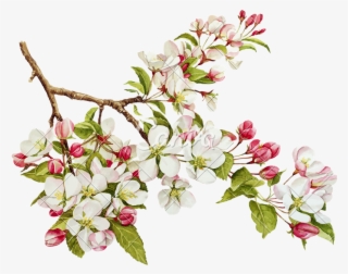 Botanical Watercolor With Spring In Photos By - Apple Tree Blossom Illustration #9623573