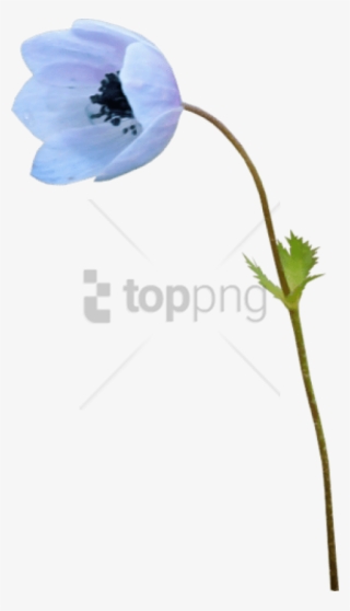 Free Png Baby Blue Eyes Png Image With Transparent - Baby Blue Eyes #9624086