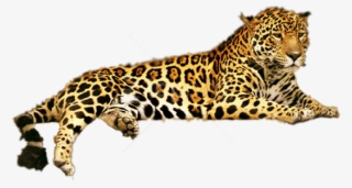 Free Png Jaguar Png Png Images Transparent - Jaguar Animal #9624900