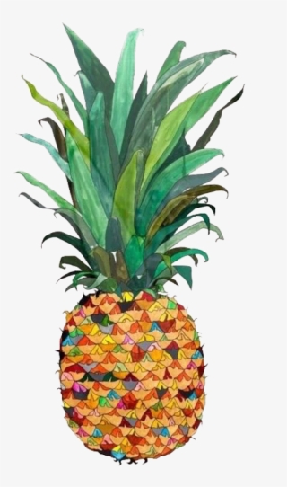 700 X 847 4 - Pineapple Drawing Water Colour #9624941