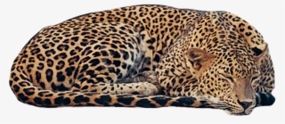 Free Png Download Jaguar Free Png Png Images Background - African Leopard #9625106
