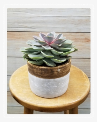 Succulent Plant Var - Flowerpot #9625413