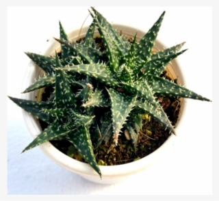 Aloe Minnie Belle Succulent Plant - Aloe Minnie Belle #9625481