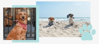 Dogs Of Mke Milwaukee Pet Photography Jen Ohara - Beagle #9625855