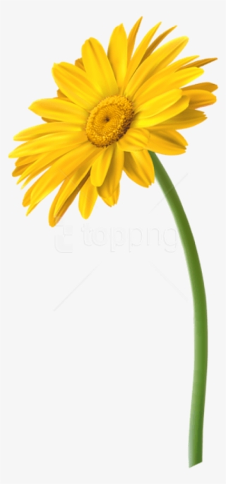 Free Png Download Yellow Gerbera Flower Png Images - Marguerite Daisy #9626852