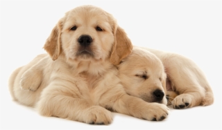 Pair Of Pups - Fa Képkeret #9627143