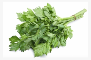 Celery - Daun Celery #9627888