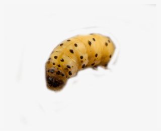 Woodworm Control And Woodworm Treatment By Swat Pest - Caterpillar #9629037