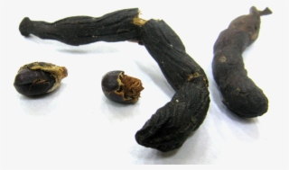 Xylopia Africana Seed Pods - Seed Pod Png #9631385