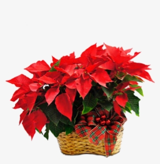 Double Poinsettia - Poinsettia #9632616 Double Poinsettia - Poinsettia #9632616