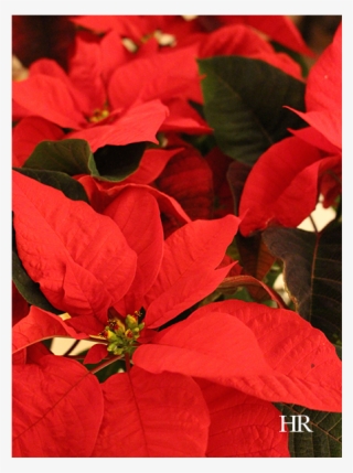 Poinsettias - Poinsettia #9632622 Poinsettias - Poinsettia #9632622