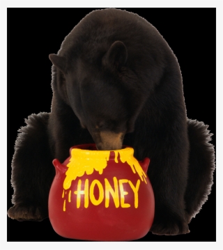 Bear Eating Honey #9633211