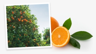 Simply Beverages Orange Grove - Rangpur #9633844