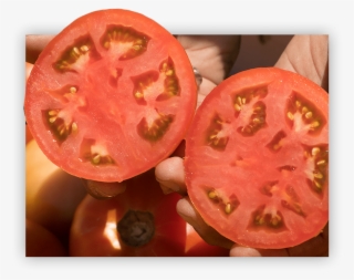 The Singh Family And Their Team Place Over A Million - Plum Tomato #9634981