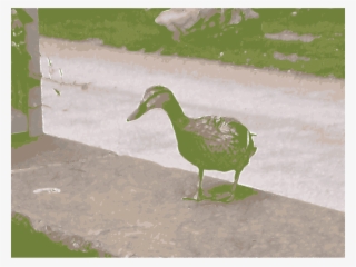 Duck Goose Mallard Cygnini Water Bird - Duck #9635838