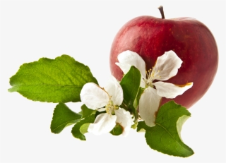 Apple Png Free Commercial Use Images - شکوفه سیب سرخ #9639442