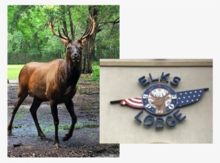 Clark The Elk - Elk #9639749