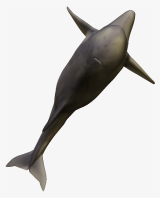 49k Dolphin06 Kpl - Wholphin #9640936
