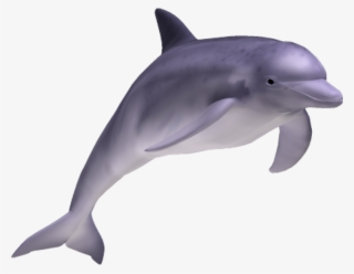 Spinner Dolphin Clipart Transparent Background - Realistic Clip Art Of A Dolphin #9641007