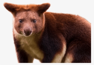 Goodfellow's Tree Kangaroo - Kangaroo That Looks Like A Bear #9641314
