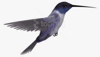 Download Hummingbird Png Images Background - Rufous Hummingbird #9645095