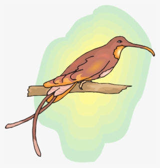How To Set Use Brown Hummingbird Perched Svg Vector #9645359