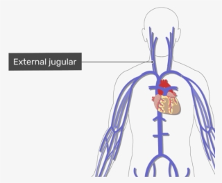 Labelled Image Of The External Jugular Vein With The - Subclavian Ven #9646834