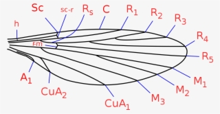 Phlebotominae Wing Veins - Dieta Nematocera Wing Venation #9646843 Phlebotominae Wing Veins - Dieta Nematocera Wing Venation #9646843