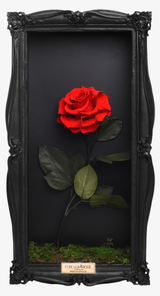 Wall Frame - Floribunda #9647269