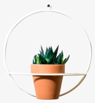 Circle Wall Planter - Flowerpot #9648280
