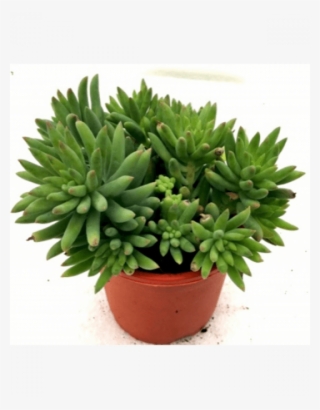 Flowerpot #9648718