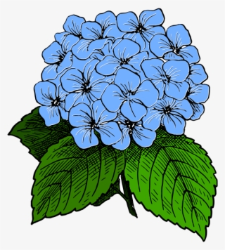Hydrangea Clipart Plant Png - Hydrangea Clip Art #9648817