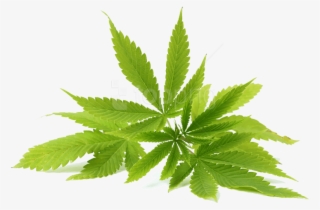 Free Png Download Cannabis Clipart Png Photo Png Images #9649254
