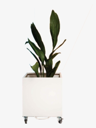 Web Cubic Planter - Houseplant #9649372