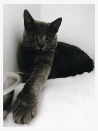 870 X 580 2 - Domestic Short-haired Cat #9649460