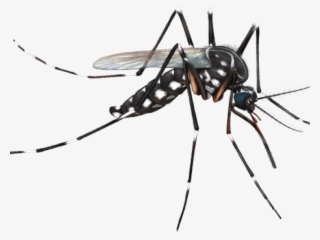 Diferença Entre Culex E Aedes #9651487