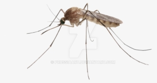 Transparent Mosquito - Mosquito Picture Without Background #9651578