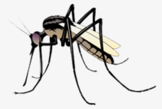 Mosquito Clipart #9651731