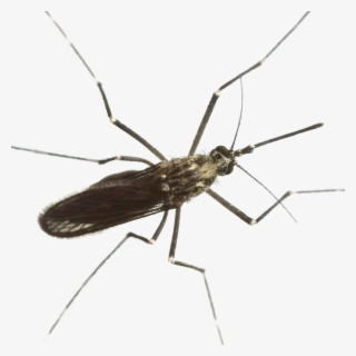 Mosquito Download Png Image - Mosquitoes #9651812